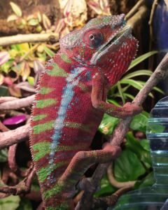 Nosy Be Panther Chameleon