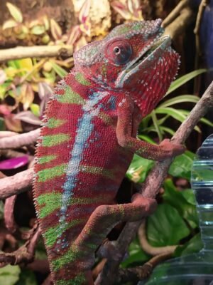 Nosy Be Panther Chameleon