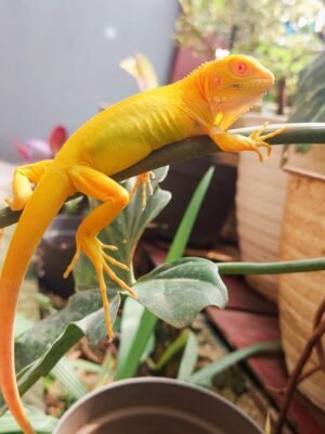 Albino Iguana For Sale
