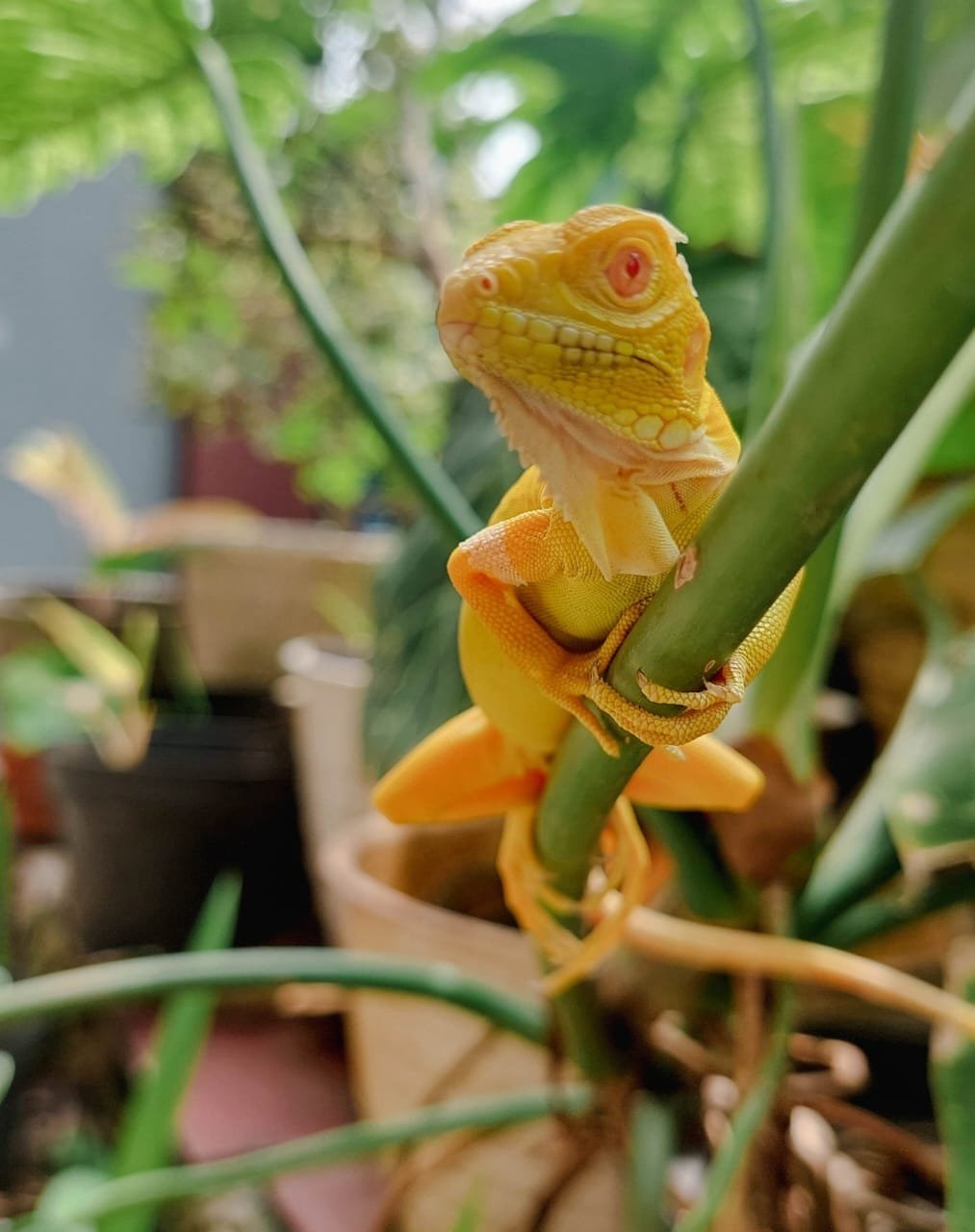 Albino Iguana For Sale - Image 2