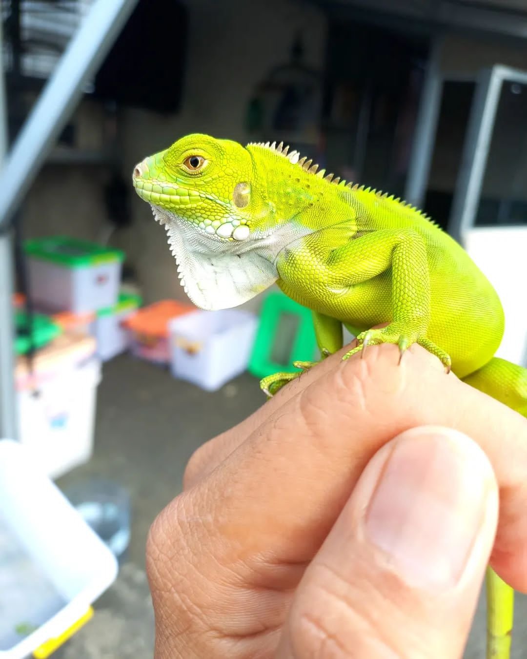 Green Iguana For Sale