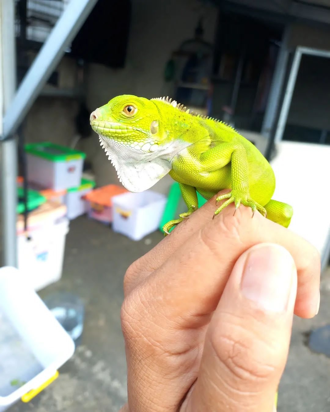 Green Iguana For Sale - Image 2