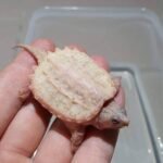 Leucistic Snapping Turtle For Sale