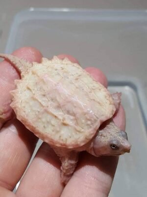 Leucistic Snapping Turtle For Sale