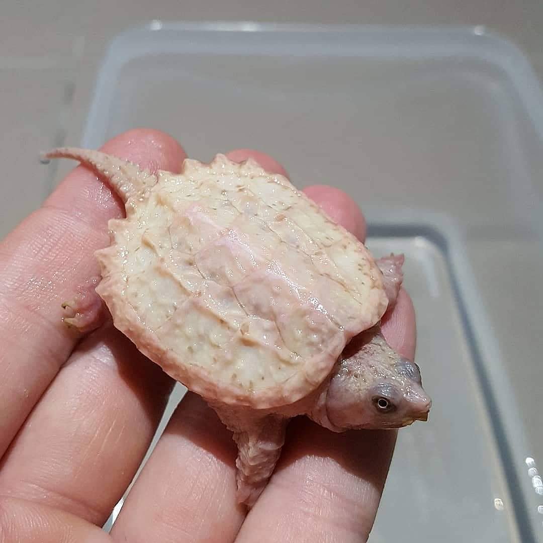 Leucistic Snapping Turtle For Sale