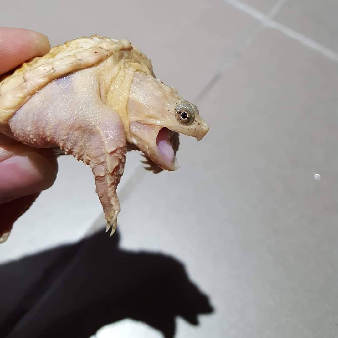 Leucistic Snapping Turtle For Sale - Image 2