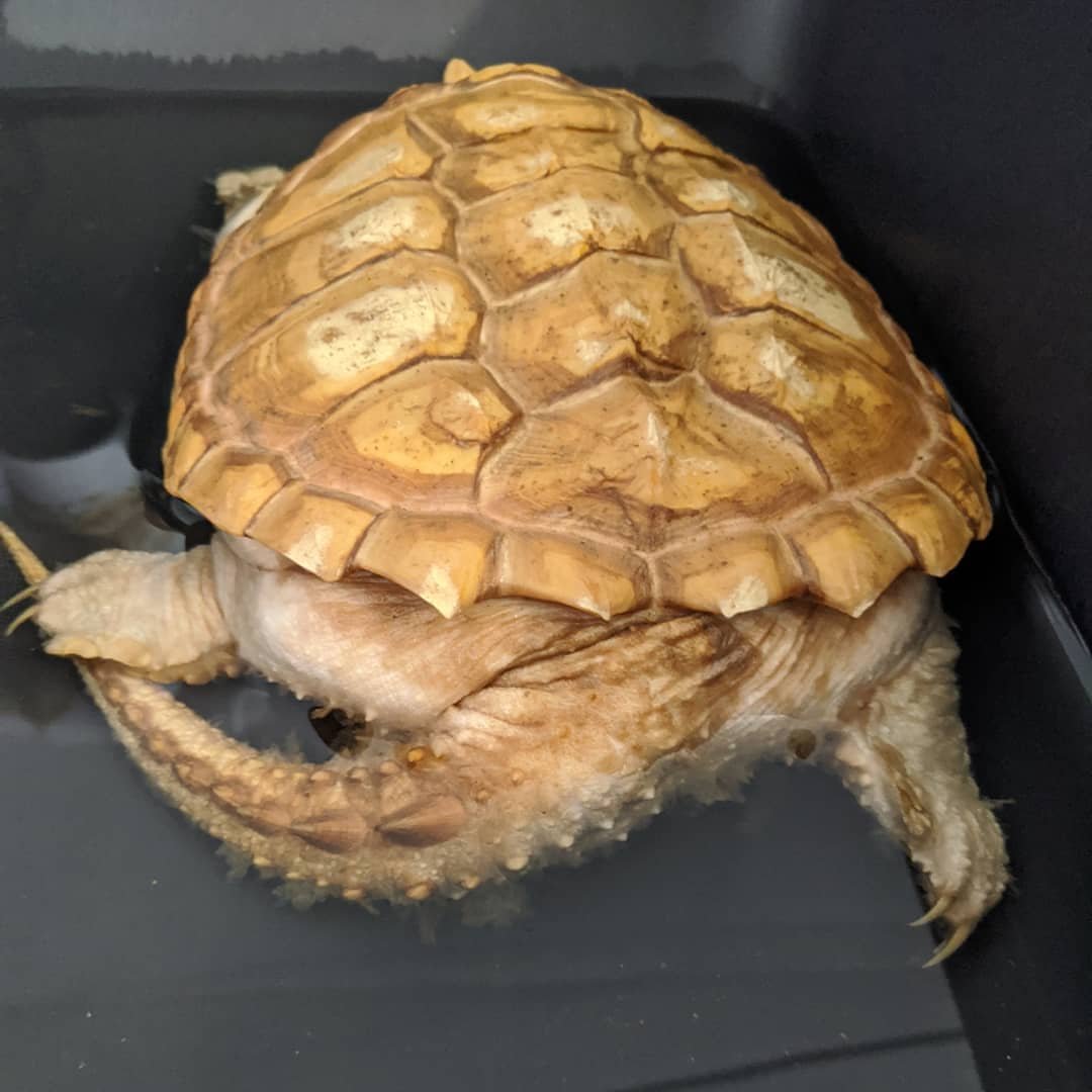 Albino Snapping Turtle For Sale - Image 2
