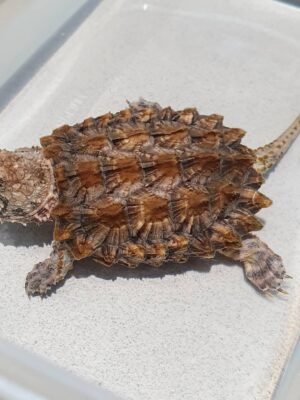 Alligator Snapping Turtle For Sale