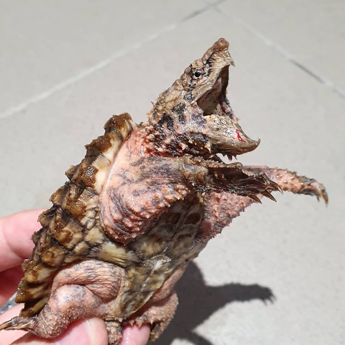 Alligator Snapping Turtle For Sale - Image 2