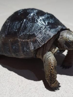 Aldabra Tortoise For Sale