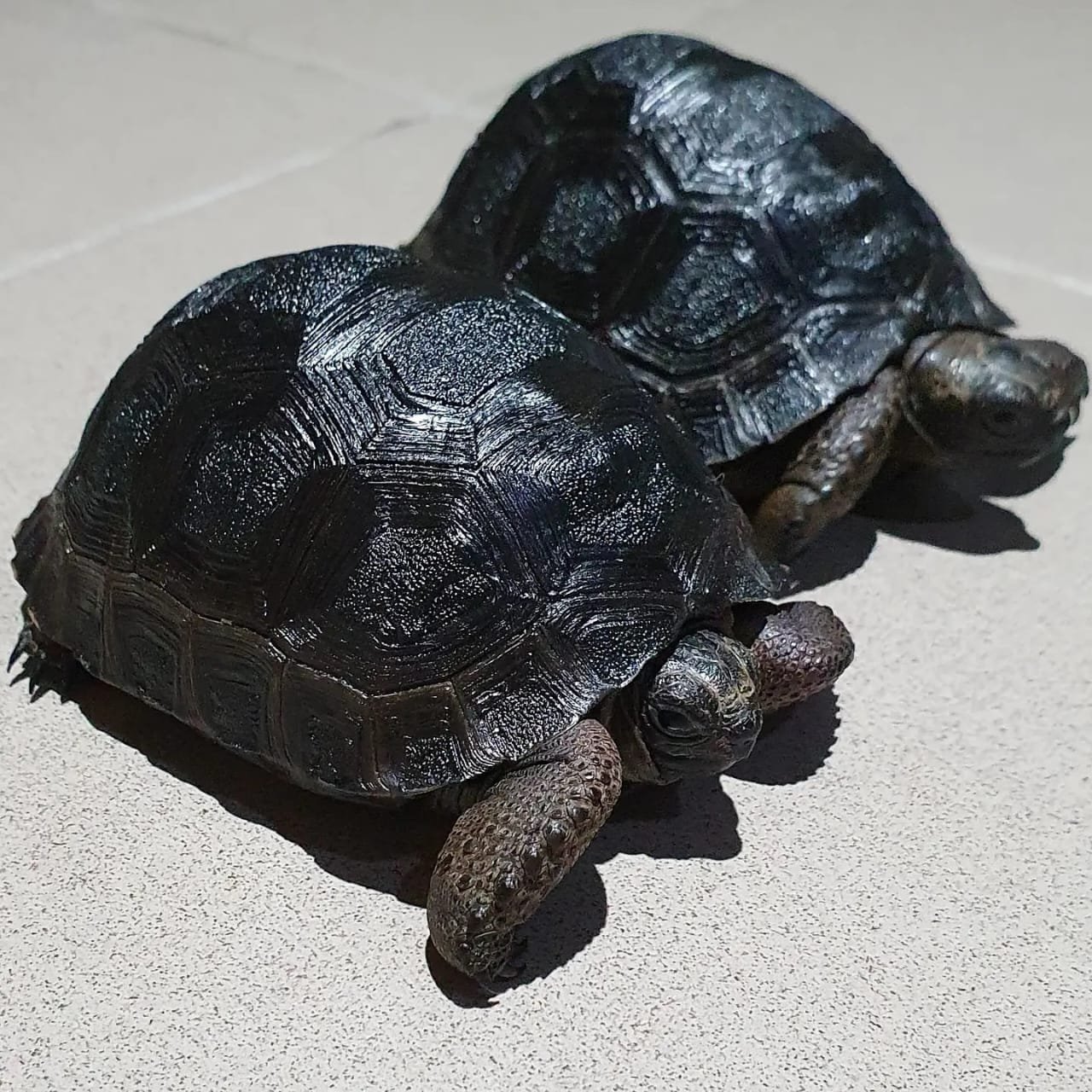 Aldabra Tortoise For Sale - Image 2