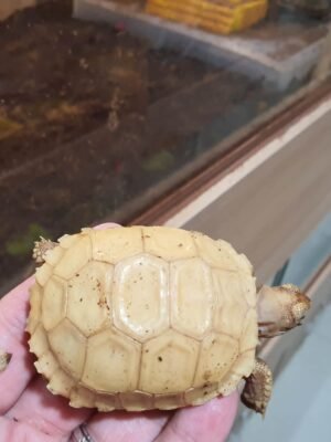 Ivory Sulcata Tortoise For Sale