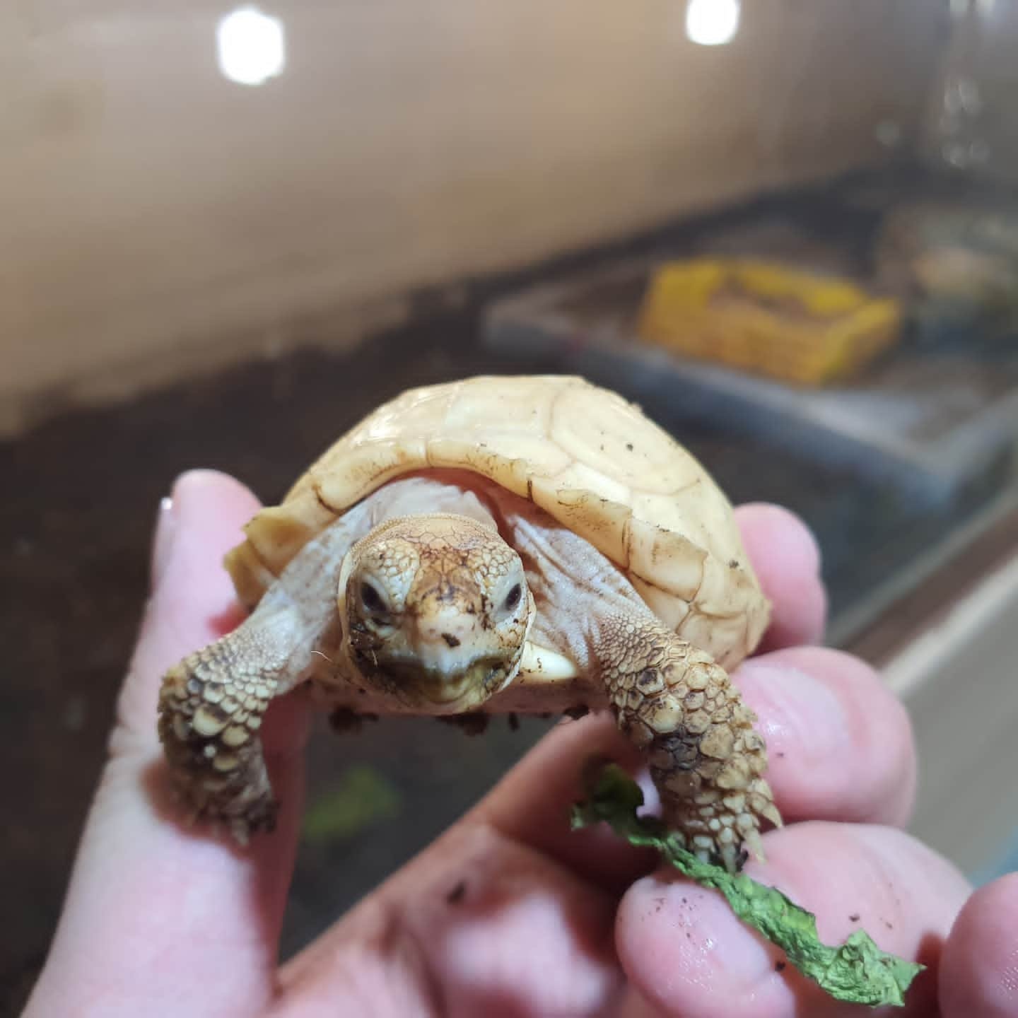 Ivory Sulcata Tortoise For Sale - Image 2