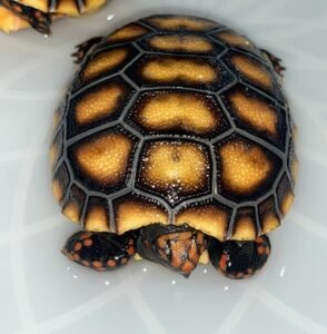 Hypo Red footed Tortoise For Sale