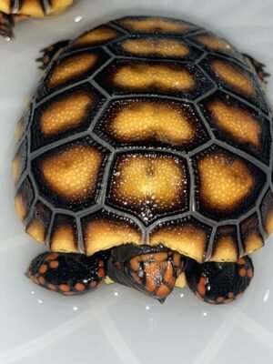 Hypo Red footed Tortoise For Sale