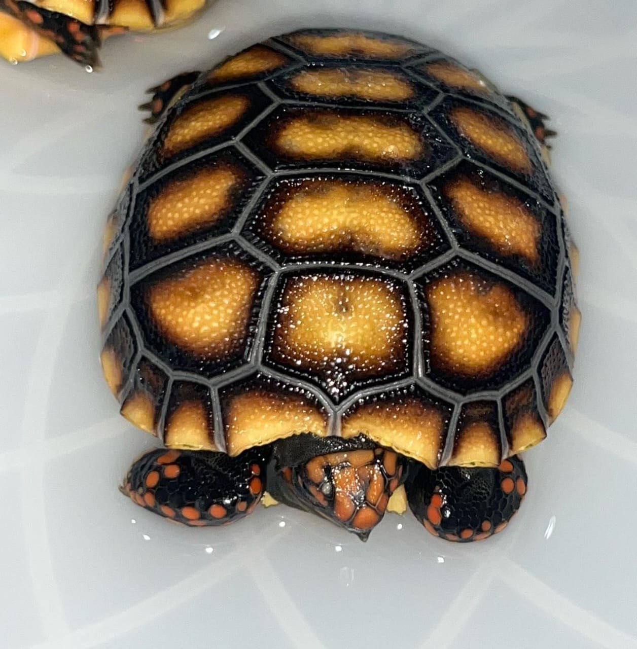 Hypo Red footed Tortoise For Sale