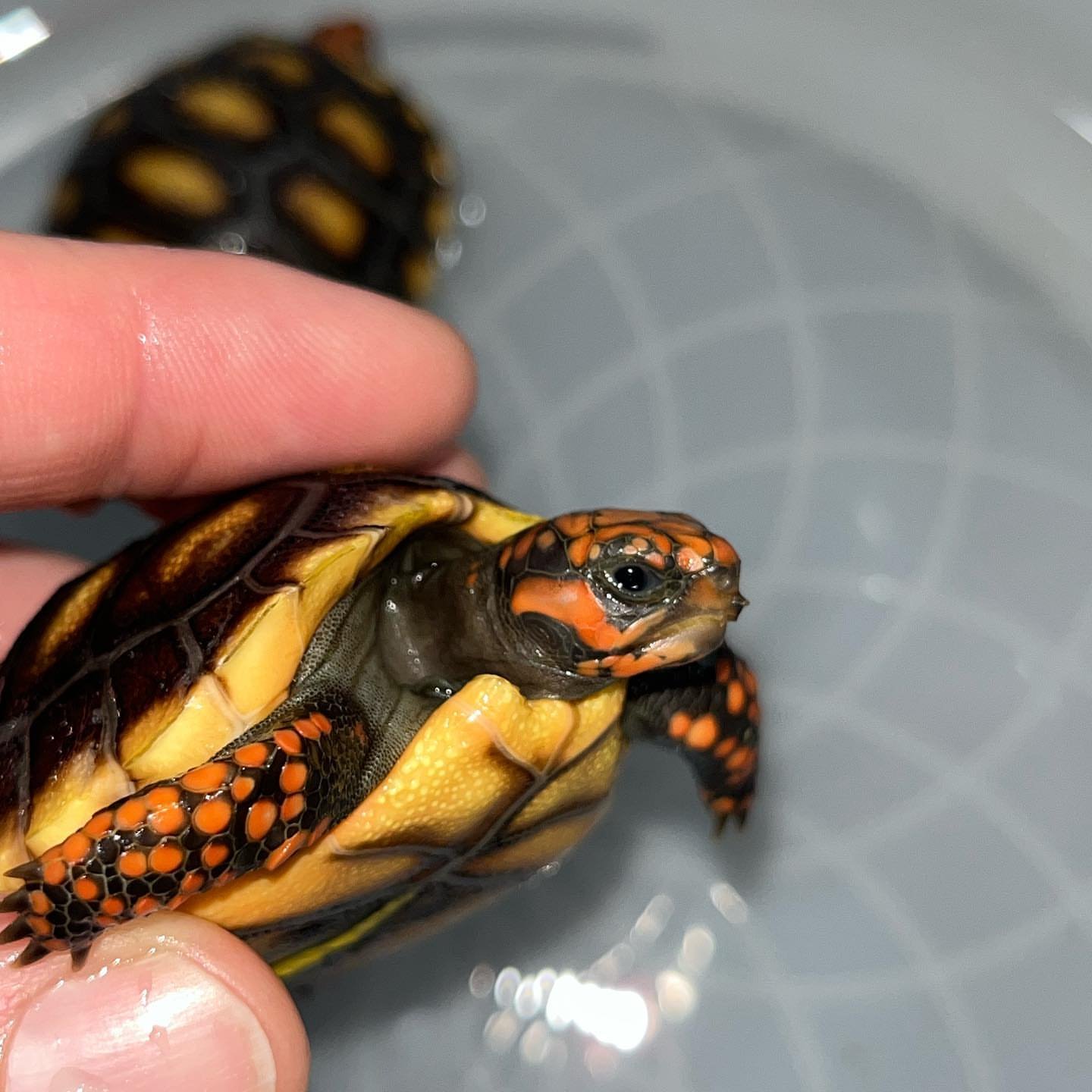 Hypo Red footed Tortoise For Sale - Image 2
