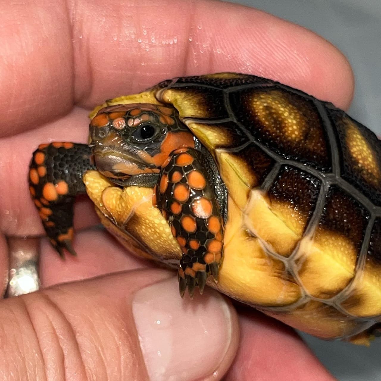 Hypo Red footed Tortoise For Sale - Image 3