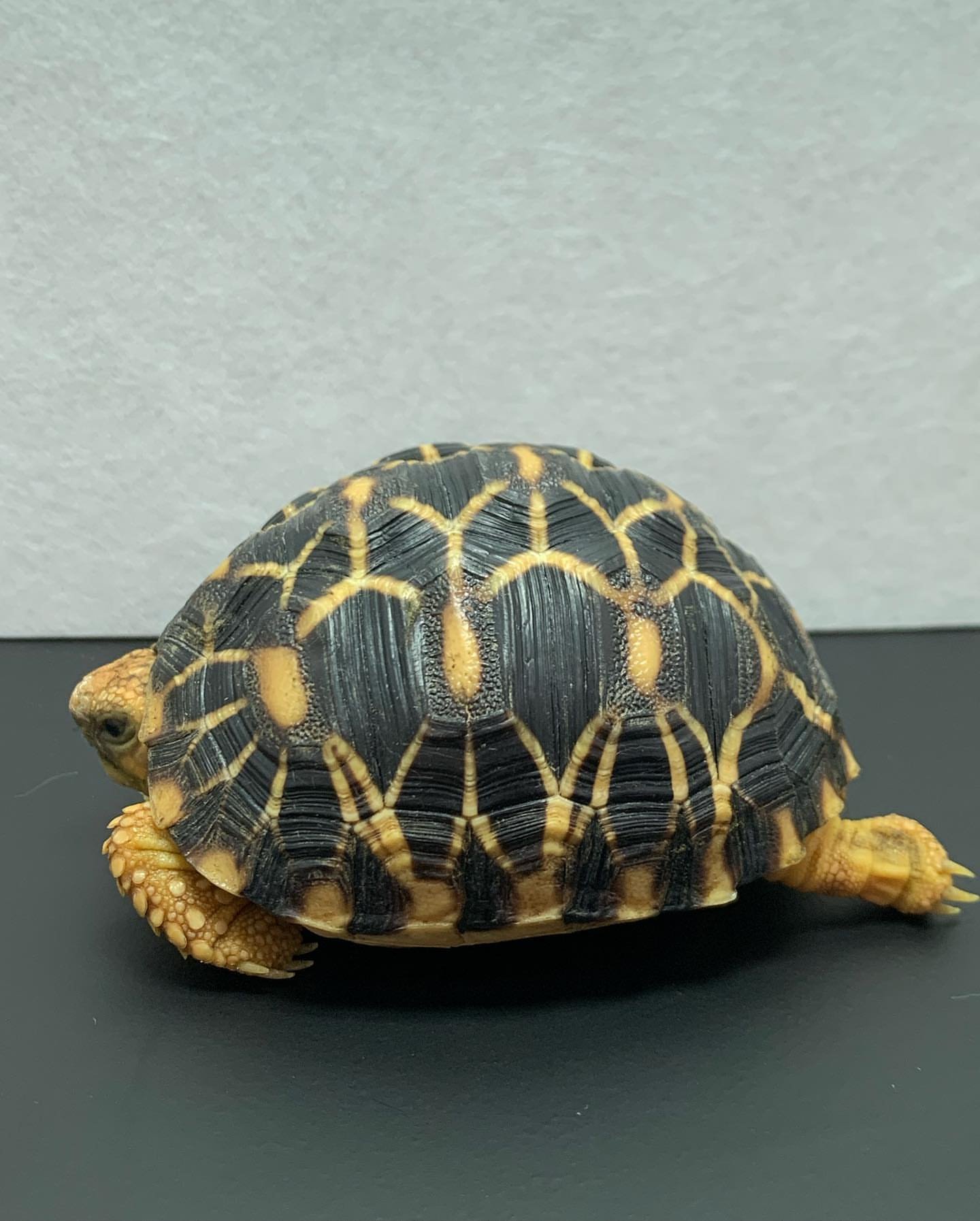 Sri Lankan Tortoise For Sale - Image 2