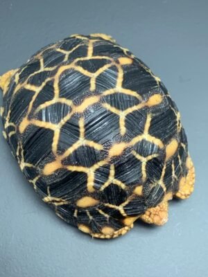 Sri Lankan Tortoise For Sale