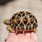 Indian Star Tortoise For Sale