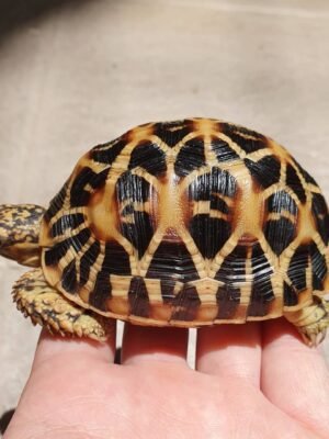 Indian Star Tortoise For Sale