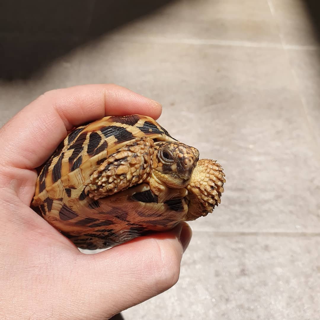 Indian Star Tortoise For Sale - Image 2