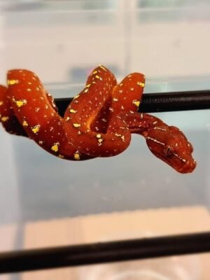 Cyclops Green Tree Python