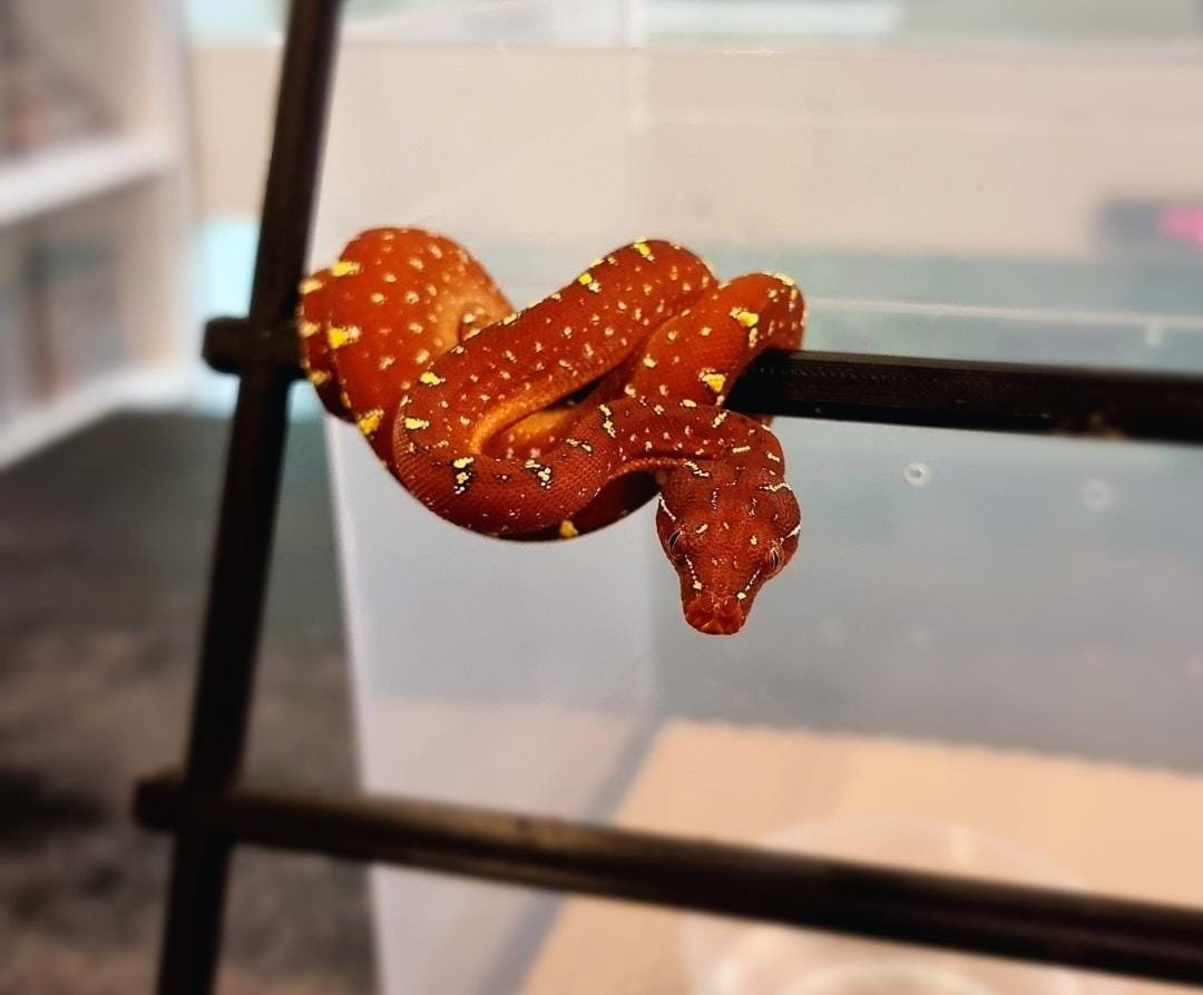 Cyclops Green Tree Python - Image 2
