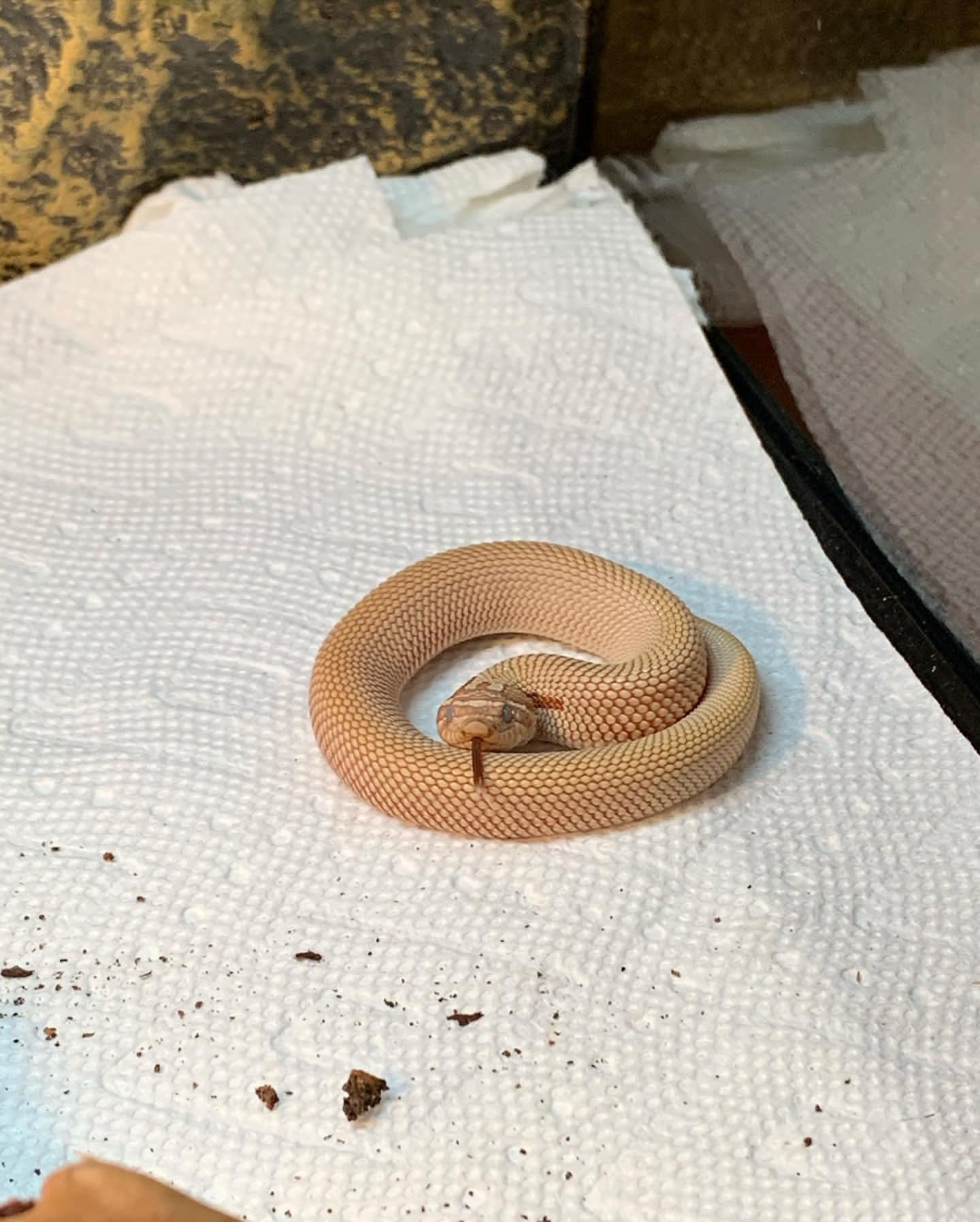 Super Anaconda Hognose For Sale - Image 2