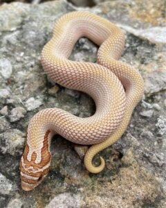 Super Anaconda Hognose For Sale