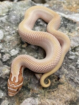 Super Anaconda Hognose For Sale