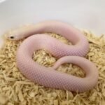 Leucistic Hognose For Sale