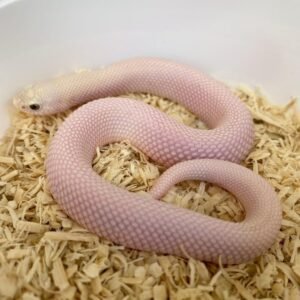 Leucistic Hognose For Sale