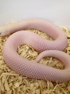 Leucistic Hognose For Sale