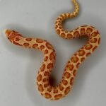 Albino Hognose For Sale