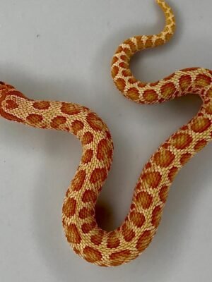 Albino Hognose For Sale