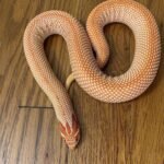 Albino Super Anaconda Hognose For Sale