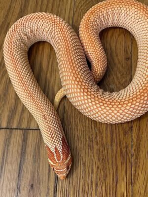 Albino Super Anaconda Hognose For Sale