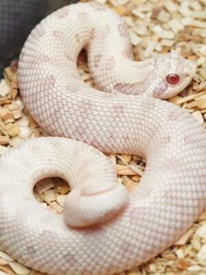 Snow Anaconda Hognose For Sale