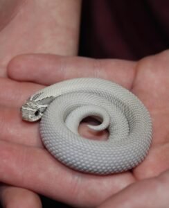 Axanthic Super Anaconda Hognose For Sale