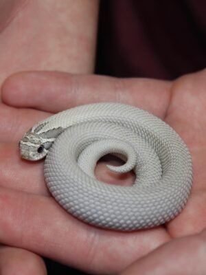 Axanthic Super Anaconda Hognose For Sale