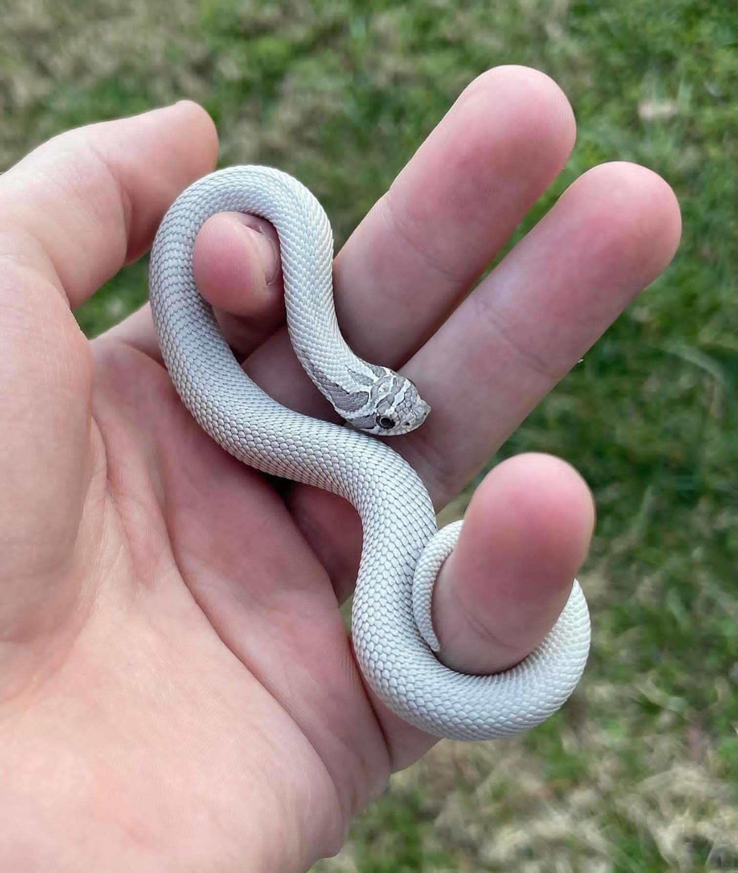Axanthic Super Anaconda Hognose For Sale - Image 2