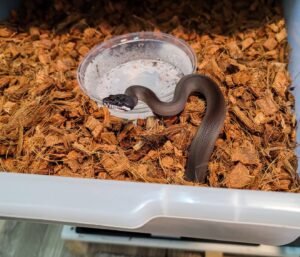 Southern White Lipped Python For Sale