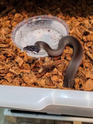 Southern White Lipped Python For Sale