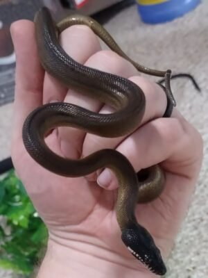 Northern White Lipped Python For Sale