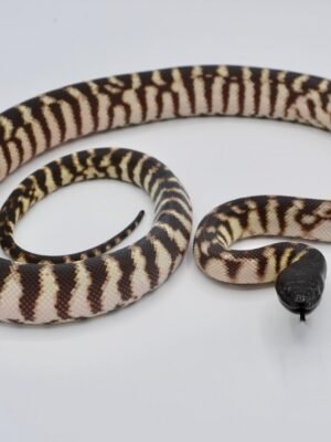 Black Headed Python For Sale