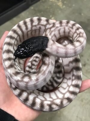 Axanthic Black Headed Python For Sale