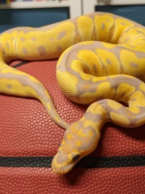 Banana Clown Ball Python For Sale