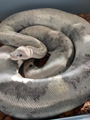 Urban Camo Ball Python For Sale